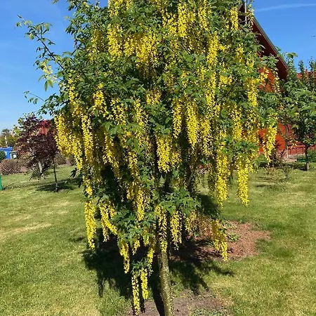 Promyczek Slonca * Rewal