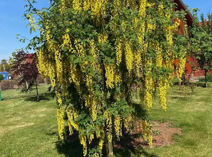 Promyczek Slonca * ريفال